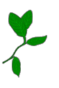 flowers34.gif